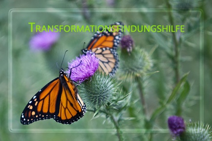 Schmetterling Transformationsfindungshilfe